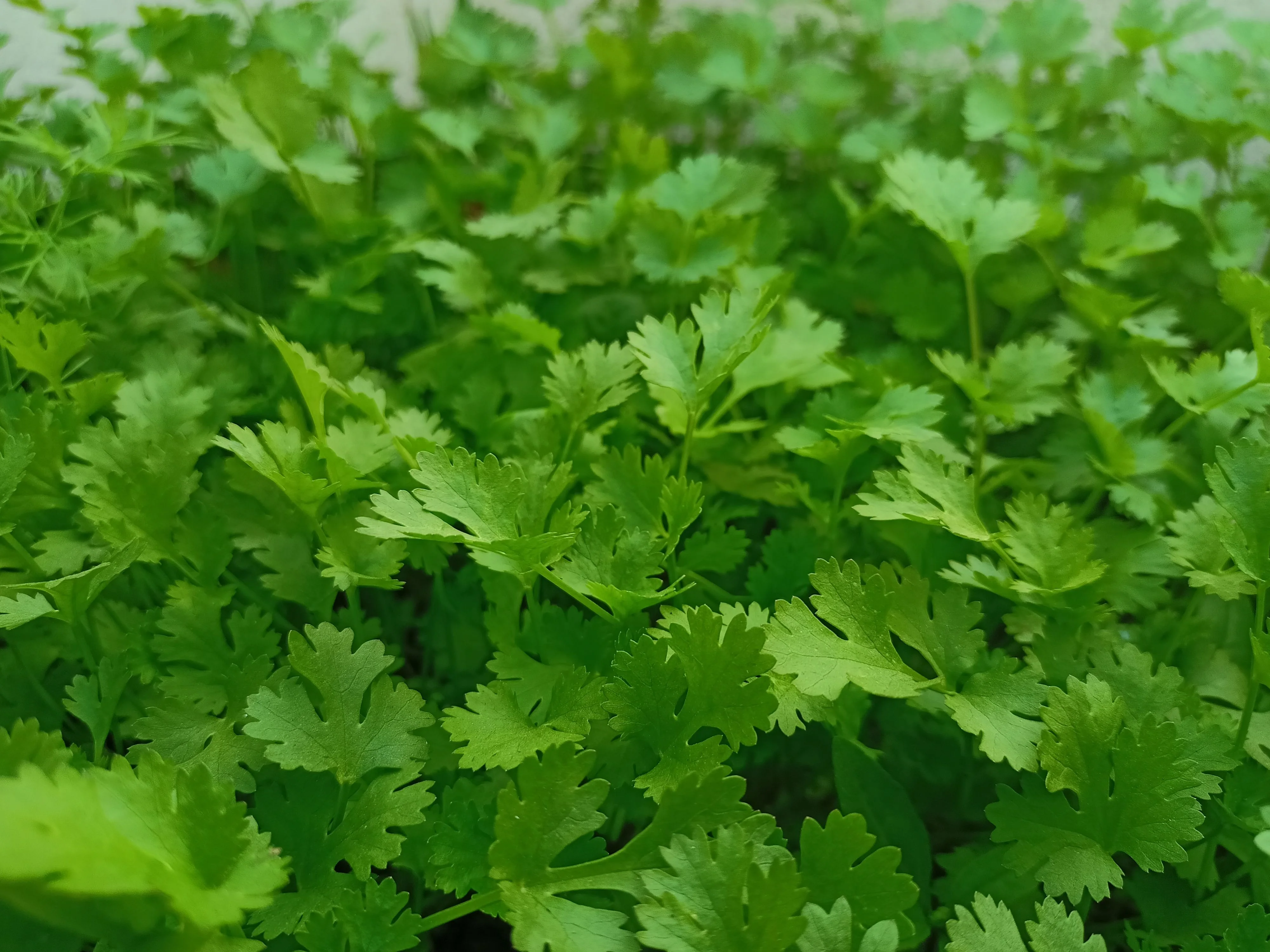 Fresh Coriander
